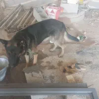 سگ نگهبان|سگ|شیراز, گچی|دیوار