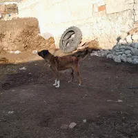 سگ سرابی ماده