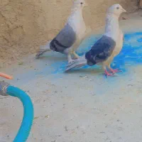 طوقی و دوکت|پرنده|لردگان, |دیوار
