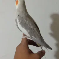 عروس هلندی. نر
