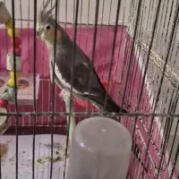 عروس هلندی