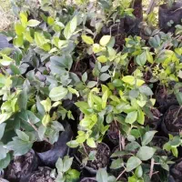 پالم شمشاد یاس هلندی یوکا|گل و گیاه طبیعی|شلمان, |دیوار