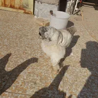 تخم مرغ نطفه دار برهما|پرنده|اندیشه, اندیشه فاز ۵|دیوار