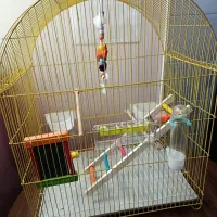 قفس|لوازم جانبی حیوانات|تبریز, |دیوار