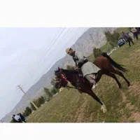 اسب خالص ایرانی|اسب و تجهیزات اسب‌سواری|تهران, دکتر هوشیار|دیوار