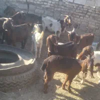 ابادان|حیوانات مزرعه|خرمشهر, |دیوار