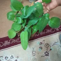 گل پتوس نئون ابلغ و سبز 75 هزار|گل و گیاه طبیعی|فسا, |دیوار