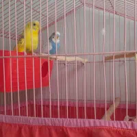 مرغ عشق|پرنده|اسلام‌‌آباد غرب, |دیوار