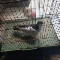 چپ دم جوان