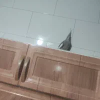 پرنده|پرنده|مرودشت, محمد آباد|دیوار