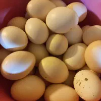 تخم مرغ محلی نطفه دار