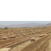 پرس کاه درجه یک رو