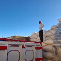 کاه گندم سفید کرمانشاه