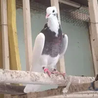 کبوتر جفت طوقی