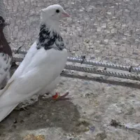 طوقی کبوتر|پرنده|مسجد سلیمان, |دیوار