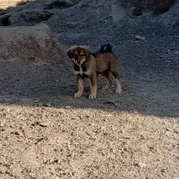 توله افغانی