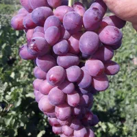 خدمات باغبانی هرس کاری کود دهی|خدمات باغبانی و درختکاری|محمدشهر, عباس آباد|دیوار