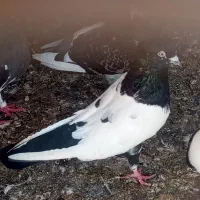 کفتر|پرنده|چابهار, |دیوار