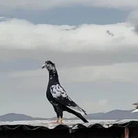 کفتر|پرنده|لنجان, |دیوار