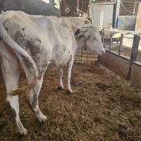 گاوگوساله گاوابستن|حیوانات مزرعه|خرمآباد, |دیوار