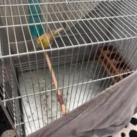 سلام۳عدد قناری نر و ۱ عدد قناری ماده به فروش میرسد