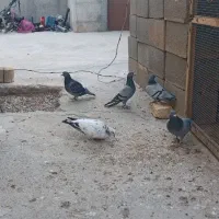 کبوترالمانی مسافتی وپرشی