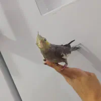 عروس هلندی نر سالم و قشنگ یک میلیون