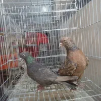 500کبوتر رنگ و پرش(معین)