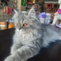 توله گربه پرشین و بیریتیش|گربه|اصفهان, نقش جهان|دیوار