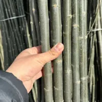 صنوبر نگرای ترکیه وکبوده و پالونیا|خدمات باغبانی و درختکاری|اراک, |دیوار