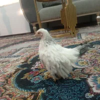 جوجه چهارماهه جاپنیز کف خواب