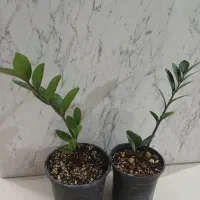 زامفولیا ۱۰۰|گل و گیاه طبیعی|سمنان, |دیوار