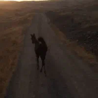 حیوان|اسب و تجهیزات اسب‌سواری|سنندج, |دیوار