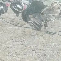 بقلمون|حیوانات مزرعه|داراب, |دیوار