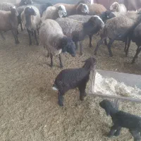 میش بره دار و آبستن|حیوانات مزرعه|جوادآباد, |دیوار