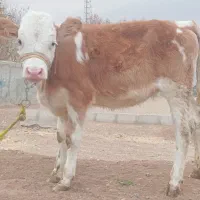 گوساله ماده سیمینتال