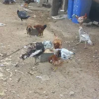 خروس رسمی درجه یک|حیوانات مزرعه|تهران, شهرک طالقانی|دیوار