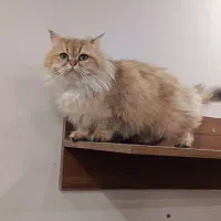 بریتیش گلد لانگهیر|گربه|تهران, کوی بیمه|دیوار