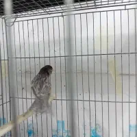 قناری نر طوسی|پرنده|برخوار, |دیوار