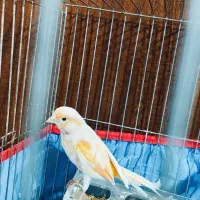 قناری نر|پرنده|کرمان, |دیوار