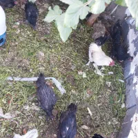 فروش مرغ وخروس بلک استار
