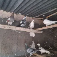 کبوتر رنگی|پرنده|قم, تعویض پلاک|دیوار