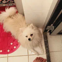 سگ پامرین عروسکی ماده