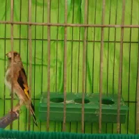 قناری سره|پرنده|خمینیشهر, |دیوار