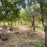 باغچه۱۷۵متر جابان دماوند سند تکبرگ مستقیم از مالک|فروش زمین و ملک کلنگی|دماوند, دماوند|دیوار