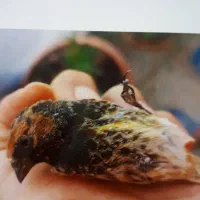 گلبسر نر گل زده|پرنده|کرمان, |دیوار