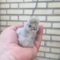 تخم و جوجه مرغ اراکانا امریکانا تخم آبی|حیوانات مزرعه|کرج, استاندارد|دیوار