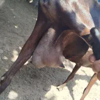 فروش گوسفند
