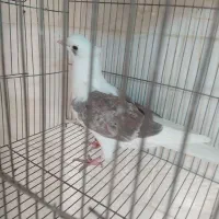 ده تا پرشی زرنگ