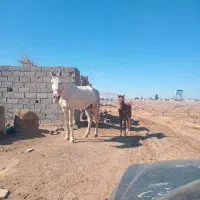 اسب مادیان باکره ماده